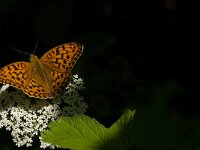 Argynnis adippe 25, Adippevlinder, Saxifraga-Jan van der Straaten