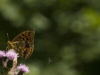 Argynnis adippe 30, Adippevlinder, Saxifraga-Jan van der Straaten
