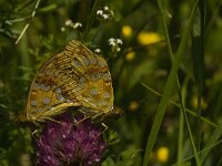 Argynnis adippe 33, Adippevlinder, Saxifraga-Jan van der Straaten