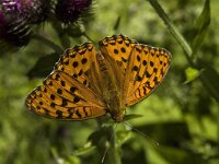 Argynnis adippe 35, Adippevlinder, Saxifraga-Marijke Verhagen