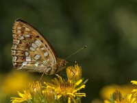 Argynnis adippe 39, Adippevlinder, Saxifraga-Marijke Verhagen
