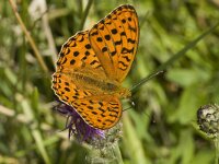 Argynnis adippe 4, Adippevlinder, female, Saxifraga-Marijke Verhagen