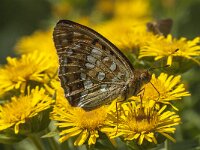 Argynnis adippe 42, Adippevlinder, Saxifraga-Marijke Verhagen