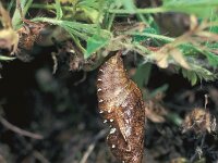 Argynnis adippe 6, Adippevlinder, pupa, Saxifraga-Willem Jan Hoeffnagel