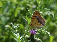 Argynnis laodice, Pallas  Fritillary