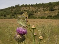 Argynnis pandora, Cardinal Fritillary