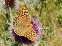 Argynnis pandora 44, Kardinaalsmantel, on Onopordum acanthium, Saxifraga-Kars Veling