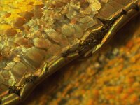 Argynnis paphia, Silver-washed Fritillary