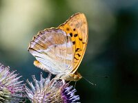 Argynnis paphia 186, Keizersmantel, Saxifraga-Bart Vastenhouw