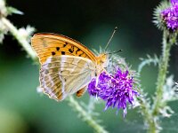 Argynnis paphia 187, Keizersmantel, Saxifraga-Bart Vastenhouw
