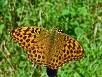 Argynnis paphia 192, Keizersmantel, Saxifraga-Hans Grotenhuis