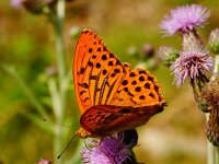 Argynnis paphia 193, male, Keizersmantel, Saxifraga-Joep Steur