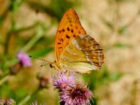 LOVCEN NAT.PARK. IVANOVA KORITA. A.PAPHIA.
