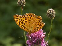 D_Keizersmantel #01, Leutasch : Keizersmantel, Argynnis paphia, Silver-washed Fritillary