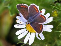 Aricia agestis 20, Bruin blauwtje, Vlinderstichting-Ab H Baas