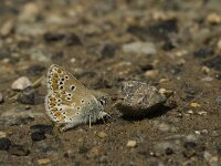 Aricia agestis 24, Bruin blauwtje, Saxifraga-Jan van der Straaten