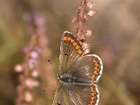 Aricia agestis 38, Bruin blauwtje, Saxifraga-Bas Klaver