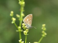Aricia artaxerxes, Northern Brown Argus
