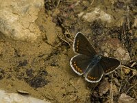 Aricia artaxerxes 3, Vals bruin blauwtje, Saxifraga-Jan van der Straaten