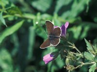 Aricia eumedon 8, Zwart blauwtje, Vlinderstichting-Kars Veling