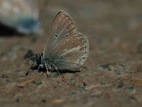 Aricia nicias, Silvery Argus