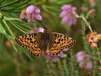 Boloria aquilonaris, Cranberry Fritillary