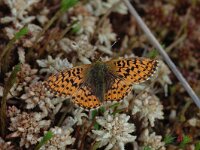 Boloria aquilonaris 13, Veenbesparelmoervlinder, Vlinderstichting-Joost Uittenbogaard