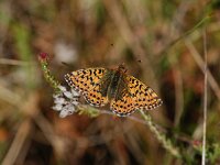 Boloria aquilonaris 15, Veenbesparelmoervlinder, Vlinderstichting-Albert Vliegenthart