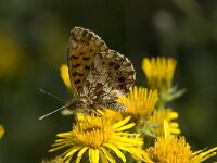 Boloria dia, Weavers Fritillary