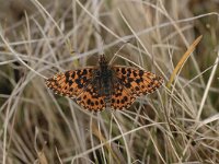 Boloria dia 25, Akkerparelmoervlinder, Saxifraga-Bas Klaver