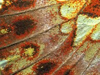 281_02A, Clossiana dia : Clossiana dia, Violet Fritillary, Akkerparelmoervlinder, hindwing underside, female