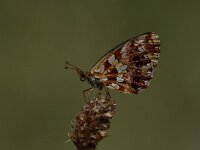 Boloria dia 5, Akkerparelmoervlinder, Vlinderstichting-Albert Vliegenthart