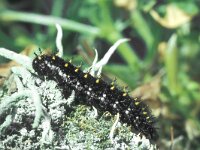 Boloria euphrosyne, Pearl-bordered Fritillary