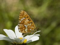 Boloria euphrosyne 2, Zilvervlek, female, Saxifraga-Marijke Verhagen