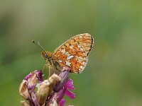 Boloria euphrosyne 27, Zilvervlek, Saxifraga-Joep Steur