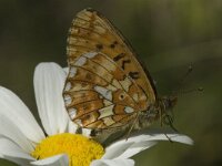 Boloria euphrosyne 4, Zilvervlek, female,Saxifraga-Marijke Verhagen