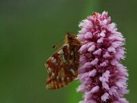 Boloria napaea, Mountain Fritillary
