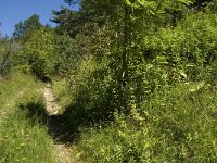 Boloria titania, Titanias Fritillary