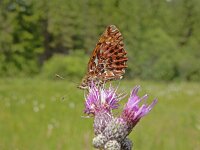 Boloria titania 16, Titania's parelmoervlinder, on Cirsium, Saxifraga-Kars Veling