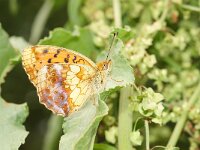 Brenthis daphne, Marbled Fritillary
