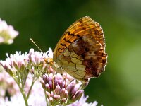 Brenthis daphne 52, Braamparelmoervlinder, Saxifraga-Bart Vastenhouw
