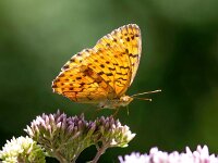 Brenthis daphne 54, Braamparelmoervlinder, Saxifraga-Bart Vastenhouw