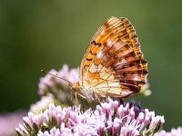 Brenthis daphne 56, Braamparelmoervlinder, Saxifraga-Bart Vastenhouw
