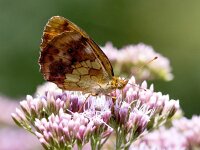 Brenthis daphne 58, Braamparelmoervlinder, Saxifraga-Bart Vastenhouw
