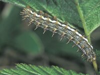 Brenthis ino, Lesser Marbled Fritillary