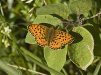 Brenthis ino 5, Purperstreepparelmoervlinder, male, Saxifraga-Jan van der Straaten