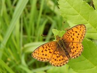 Brenthis ino, 52, Purperstreepparelmoervlinder, Saxifraga-Kars Veling