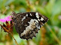 Brintesia circe 25, Witbandzandoog, Saxifraga-Joep Steur