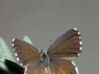 Cacyreus marshalli 8, Geraniumblauwtje, Saxifraga-Frits Bink