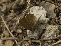 Cacyreus marshalli 9, Geraniumblauwtje, Saxifraga-Willem van Kruijsbergen